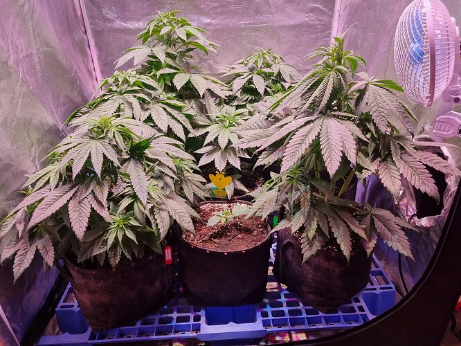Growreport Bild 42