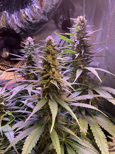 Growreport Bild 5