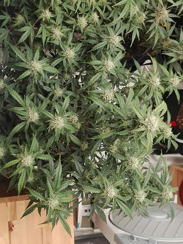 Growreport Bild 9