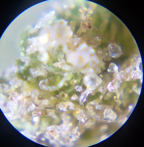 Growreport Bild 15