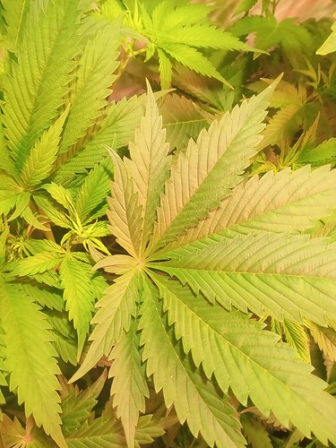 Growreport Bild 43