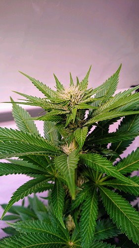 Growreport Bild 15