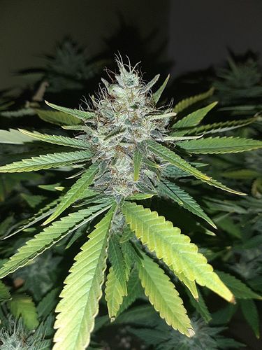 Growreport Bild 3
