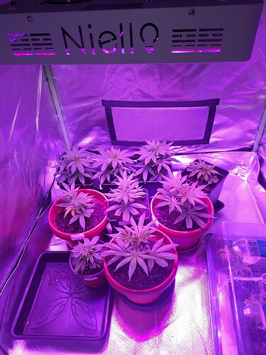 Growreport Bild 1
