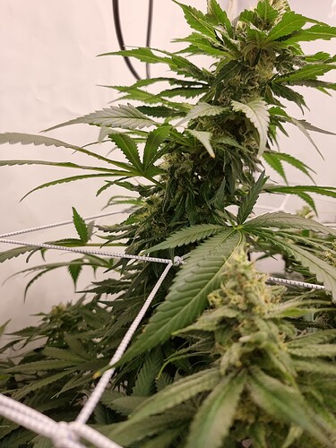Growreport Bild 5