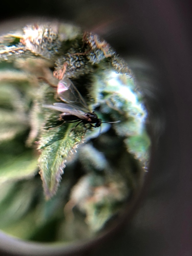 Growreport Bild 4