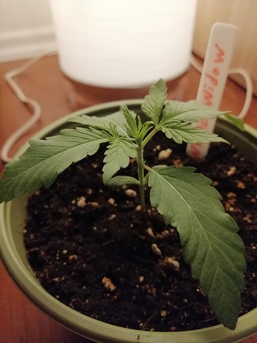 Growreport Bild 4