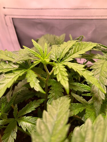 Growreport Bild 1