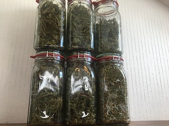 Growreport Bild 23