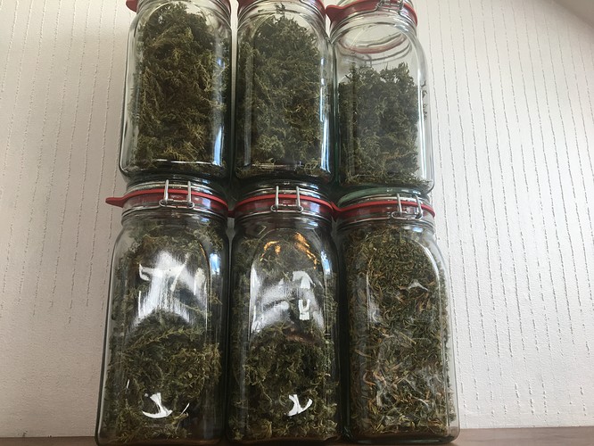 [Report] [Organic] [Scrog] Dr. Lester Grinspoon Gedächtnisgrow