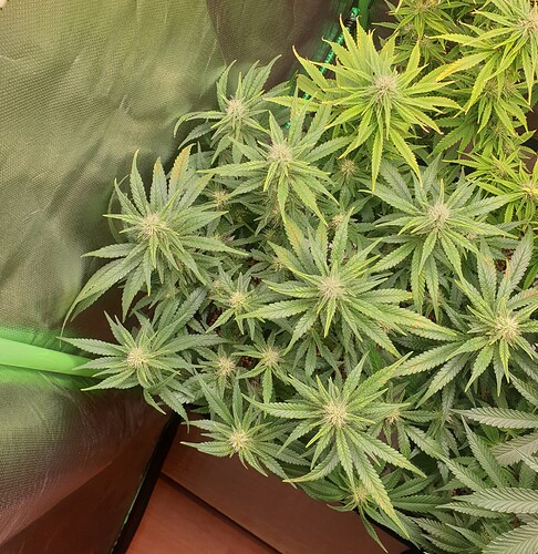 Growreport Bild 2