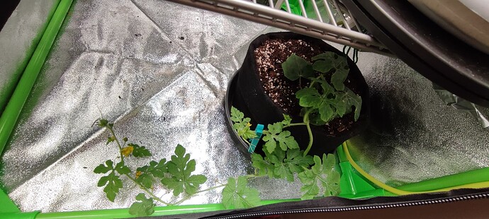 Growreport Bild 55