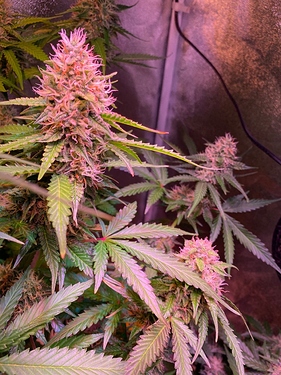 Growreport Bild 10