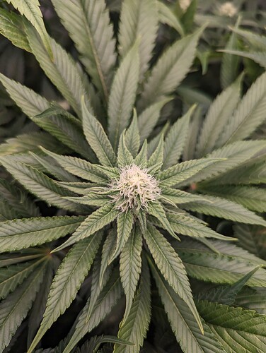 Growreport Bild 4