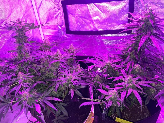Growreport Bild 4