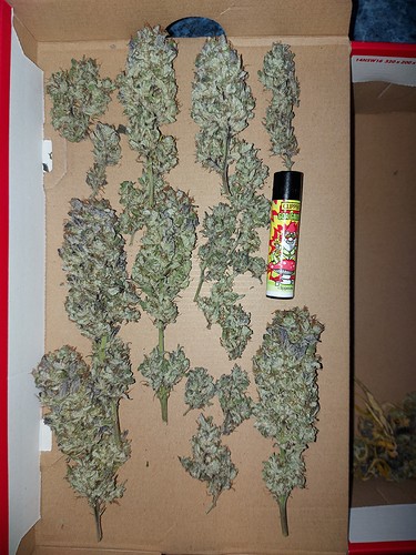 Growreport Bild 27