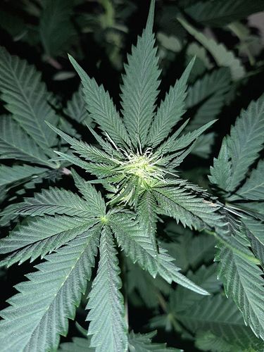 Growreport Bild 3