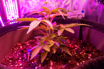 Ein junger Cannabissämling in einem Vliesstofftopf unter lila LED-Beleuchtung. Ein kleiner blauer Markierungsstab steckt im Boden neben der Pflanze. Im Hintergrund ist ein Etikett mit der Aufschrift "CONCHITA" zu sehen.