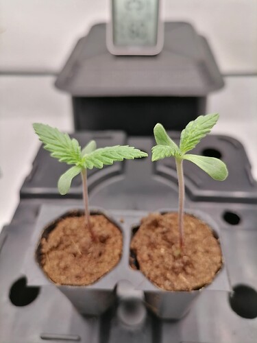 Growreport Bild 34