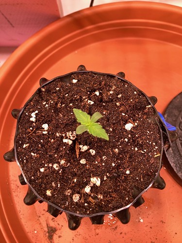Growreport Bild 4