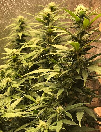 230122_trainwreck_trees