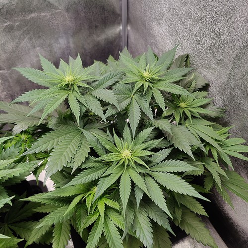 Growreport Bild 5