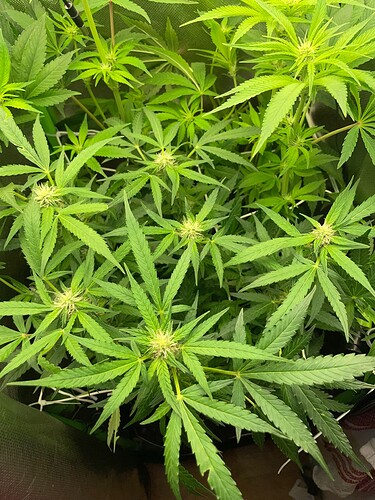 Growreport Bild 7