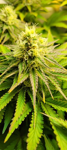 Growreport Bild 5