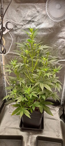 Growreport Bild 13
