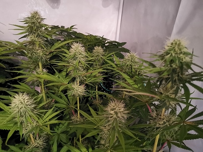 Growreport Bild 9