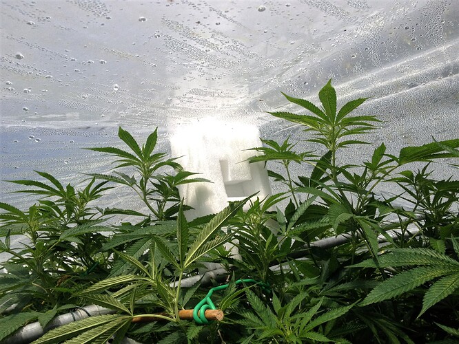 Growreport Bild 19