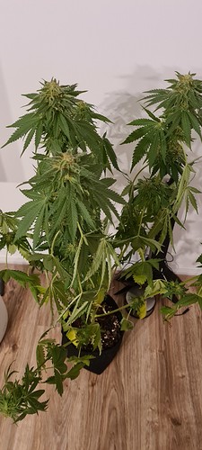 Growreport Bild 8