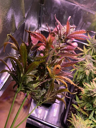 Growreport Bild 8