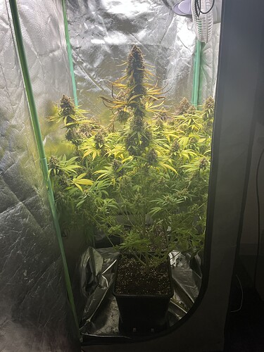 Growreport Bild 1