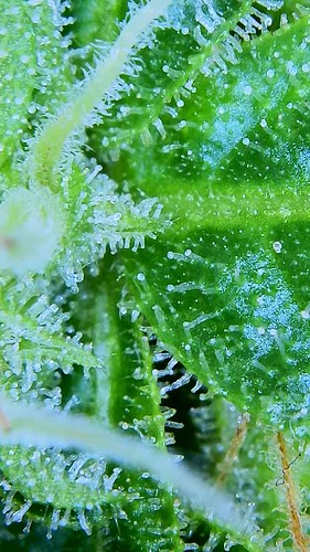 Growreport Bild 13