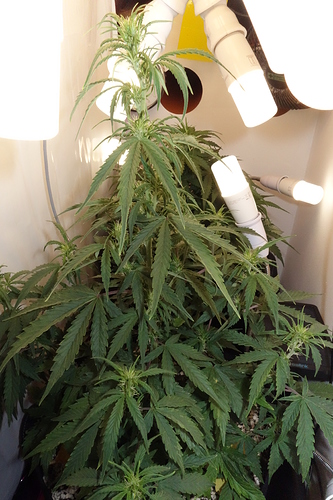 Growreport Bild 3