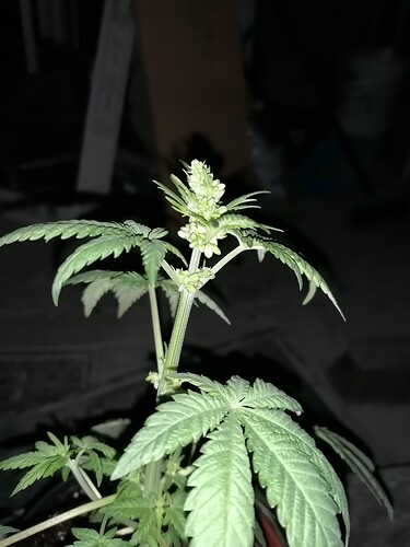 Growreport Bild 3