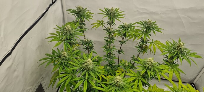 Growreport Bild 7