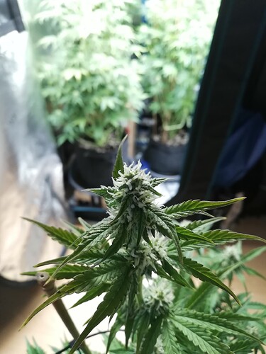 Growreport Bild 50