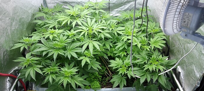 Growreport Bild 1