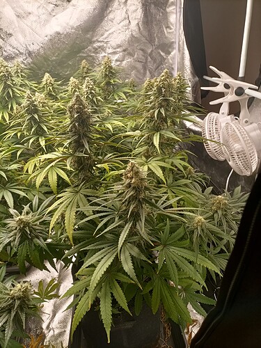 Growreport Bild 4