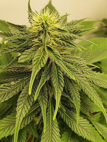 Growreport Bild 3