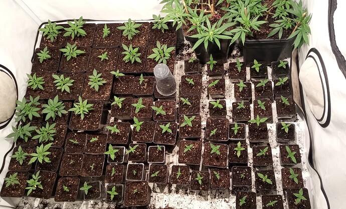 Growreport Bild 1
