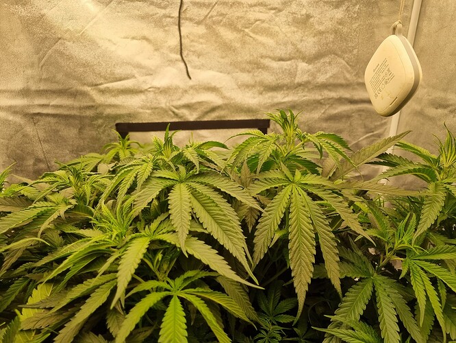 Growreport Bild 42