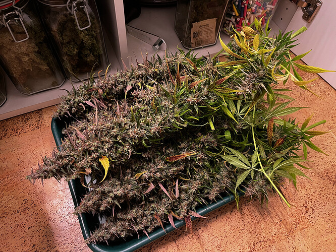 Growreport Bild 9