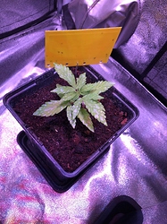 Growreport Bild 2