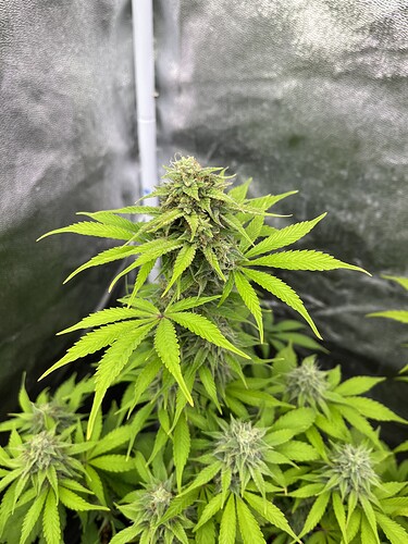 Growreport Bild 4