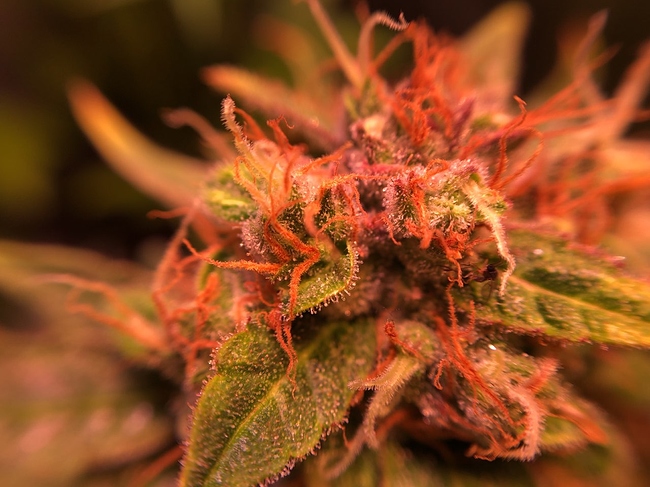 Growreport Bild 4