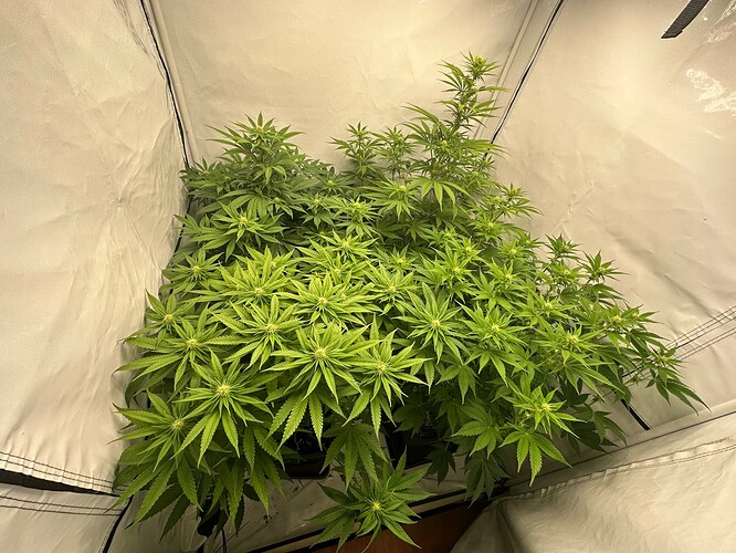 Growreport Bild 15