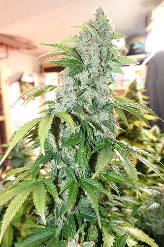 Growreport Bild 30